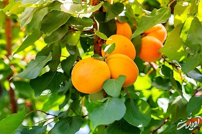 خواص زردآلو برای بهبود گوارش فواید زردآلو